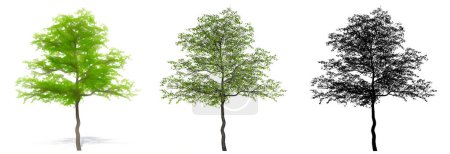 Set or collection of Flowering Dogwood trees, painted, natural and as a black silhouette on white background. Concept or conceptual 3d illustration for nature, ecology and conservation, strength, beauty