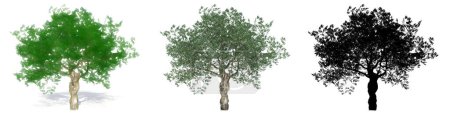 Set oder Sammlung europäischer Olivenbäume, bemalt, natürlich und als schwarze Silhouette auf weißem Hintergrund. Konzeptionelle oder konzeptionelle 3D-Illustration für Natur, Ökologie und Naturschutz, Stärke, Schönheit