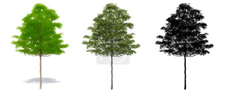 Set oder Sammlung von Feldahornbäumen, bemalt, natürlich und als schwarze Silhouette auf weißem Hintergrund. Konzeptionelle oder konzeptionelle 3D-Illustration für Natur, Ökologie und Naturschutz, Stärke, Schönheit