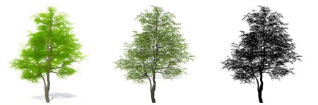 Set or collection of Flowering Dogwood trees, painted, natural and as a black silhouette on white background. Concept or conceptual 3d illustration for nature, ecology and conservation, strength, beauty