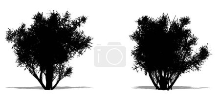 Illustration for Set or collection of Olive Shrub as a black silhouette on white background. Concept or conceptual vector for nature, planet, ecology and conservation, strength, endurance and  beauty - Royalty Free Image
