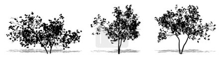 Illustration for Set or collection of Magnolia Flowers trees as a black silhouette on white background. Concept or conceptual vector for nature, planet, ecology and conservation, strength, endurance and  beauty - Royalty Free Image