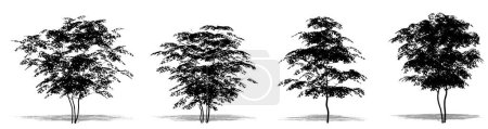Illustration for Set or collection of Field Maple trees as a black silhouette on white background. Concept or conceptual vector for nature, planet, ecology and conservation, strength, endurance and  beauty - Royalty Free Image