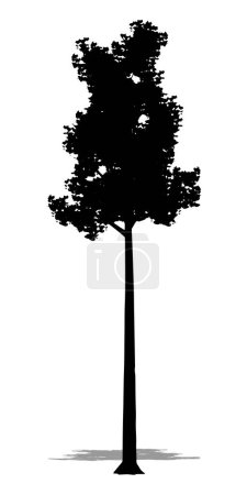 Illustration for Set or collection of Agarwood trees as a black silhouette on white background. Concept or conceptual vector for nature, planet, ecology and conservation, strength, endurance and  beauty - Royalty Free Image