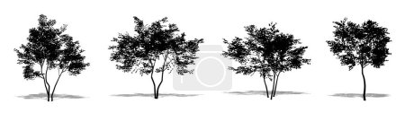 Illustration for Set or collection of American Beech trees as a black silhouette on white background. Concept or conceptual vector for nature, planet, ecology and conservation, strength, endurance and  beauty - Royalty Free Image