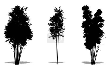 Téléchargez les illustrations : Ensemble ou collection de bambous en forme de silhouette noire sur fond blanc. Concept ou vecteur conceptuel pour la nature, la planète, l'écologie et la conservation, la force, l'endurance et la beauté - en licence libre de droit