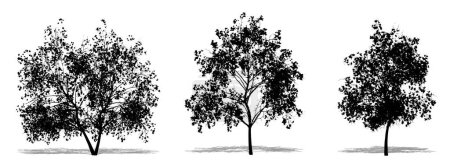 Ilustración de Set o colección de árboles Magnolia Flowers como silueta negra sobre fondo blanco. Concepto o vector conceptual para naturaleza, planeta, ecología y conservación, fuerza, resistencia y belleza - Imagen libre de derechos