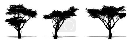 Illustration for Set or collection of Acacia trees as a black silhouette on white background. Concept or conceptual vector for nature, planet, ecology and conservation, strength, endurance and  beauty - Royalty Free Image