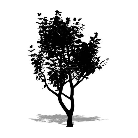 Illustration for Set or collection of Magnolia trees as a black silhouette on white background. Concept or conceptual vector for nature, planet, ecology and conservation, strength, endurance and  beauty - Royalty Free Image