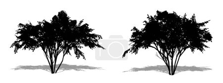 Téléchargez les illustrations : Ensemble ou collection d'arbres Angelica japonais comme une silhouette noire sur fond blanc. Concept ou vecteur conceptuel pour la nature, la planète, l'écologie et la conservation, la force, l'endurance et la beauté - en licence libre de droit