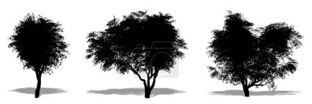 Illustration for Set or collection of Kobus Magnolia trees as a black silhouette on white background. Concept or conceptual vector for nature, planet, ecology and conservation, strength, endurance and  beauty - Royalty Free Image