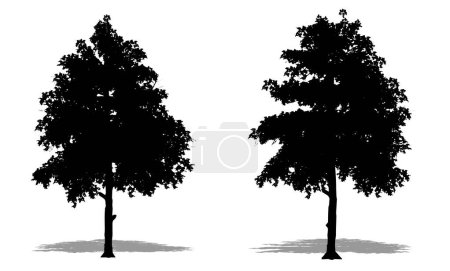 Illustration for Set or collection of Black Gum trees as a black silhouette on white background. Concept or conceptual vector for nature, planet, ecology and conservation, strength, endurance and  beauty - Royalty Free Image
