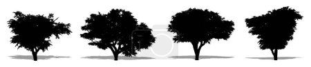 Illustration for Set or collection of Carrot wood  trees as a black silhouette on white background. Concept or conceptual vector for nature, planet, ecology and conservation, strength, endurance and  beauty - Royalty Free Image