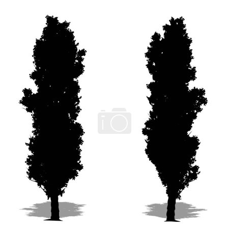 Illustration for Set or collection of Lombardy Poplar trees as a black silhouette on white background. Concept or conceptual vector for nature, planet, ecology and conservation, strength, endurance and  beauty - Royalty Free Image