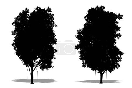 Ilustración de Conjunto o colección de Ficus trees como silueta negra sobre fondo blanco. Concepto o vector conceptual para naturaleza, planeta, ecología y conservación, fuerza, resistencia y belleza - Imagen libre de derechos