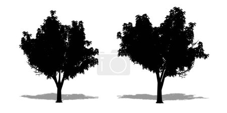 Illustration for Set or collection of Honey Locust trees as a black silhouette on white background. Concept or conceptual vector for nature, planet, ecology and conservation, strength, endurance and  beauty - Royalty Free Image