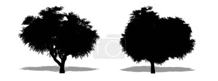 Téléchargez les illustrations : Ensemble ou collection de Neem arbres comme une silhouette noire sur fond blanc. Concept ou vecteur conceptuel pour la nature, la planète, l'écologie et la conservation, la force, l'endurance et la beauté - en licence libre de droit
