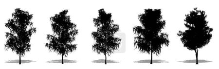 Illustration for Set or collection of Grey Birch trees as a black silhouette on white background. Concept or conceptual vector for nature, planet, ecology and conservation, strength, endurance and  beauty - Royalty Free Image