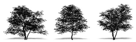 Ilustración de Conjunto o colección de árboles de Dogwood florecientes como silueta negra sobre fondo blanco. Concepto o vector conceptual para naturaleza, planeta, ecología y conservación, fuerza, resistencia y belleza - Imagen libre de derechos