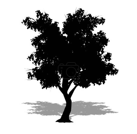 Téléchargez les illustrations : Ensemble ou collection d'arbres Katsura en forme de silhouette noire sur fond blanc. Concept ou vecteur conceptuel pour la nature, la planète, l'écologie et la conservation, la force, l'endurance et la beauté - en licence libre de droit