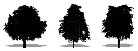Ilustración de Set o colección de árboles Magnolia Grandiflora como silueta negra sobre fondo blanco. Concepto o vector conceptual para naturaleza, planeta, ecología y conservación, fuerza, resistencia y belleza - Imagen libre de derechos