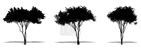 Téléchargez les illustrations : Ensemble ou collection de myrtes de Colza en forme de silhouette noire sur fond blanc. Concept ou vecteur conceptuel pour la nature, la planète, l'écologie et la conservation, la force, l'endurance et la beauté - en licence libre de droit