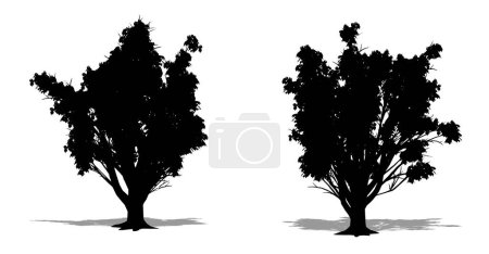 Illustration for Set or collection of Amur Cork trees as a black silhouette on white background. Concept or conceptual vector for nature, planet, ecology and conservation, strength, endurance and  beauty - Royalty Free Image