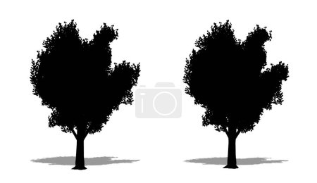 Téléchargez les illustrations : Ensemble ou collection d'arbres Bradford Callery comme une silhouette noire sur fond blanc. Concept ou vecteur conceptuel pour la nature, la planète, l'écologie et la conservation, la force, l'endurance et la beauté - en licence libre de droit