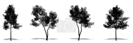 Illustration for Set or collection of Green Ash as a black silhouette on white background. Concept or conceptual vector for nature, planet, ecology and conservation, strength, endurance and  beauty - Royalty Free Image