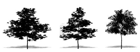 Illustration for Set or collection of Japanese Maple trees as a black silhouette on white background. Concept or conceptual vector for nature, planet, ecology and conservation, strength, endurance and  beauty - Royalty Free Image