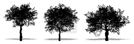 Ilustración de Set o colección de Olivos Europeos como silueta negra sobre fondo blanco. Concepto o vector conceptual para naturaleza, planeta, ecología y conservación, fuerza, resistencia y belleza - Imagen libre de derechos