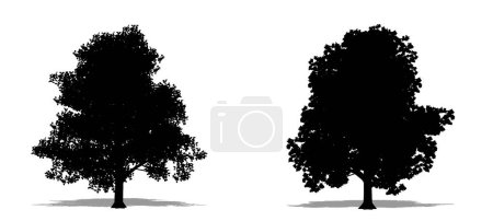 Illustration for Set or collection of Granny Smith as a black silhouette on white background. Concept or conceptual vector for nature, planet, ecology and conservation, strength, endurance and  beauty - Royalty Free Image