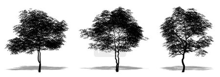 Ilustración de Conjunto o colección de árboles de Dogwood florecientes como silueta negra sobre fondo blanco. Concepto o vector conceptual para naturaleza, planeta, ecología y conservación, fuerza, resistencia y belleza - Imagen libre de derechos