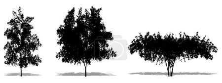 Illustration for Set or collection of Japanese Maple trees as a black silhouette on white background. Concept or conceptual vector for nature, planet, ecology and conservation, strength, endurance and  beauty - Royalty Free Image