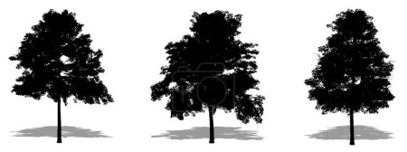 Illustration for Set or collection of Lacerbark Elm trees as a black silhouette on white background. Concept or conceptual vector for nature, planet, ecology and conservation, strength, endurance and  beauty - Royalty Free Image