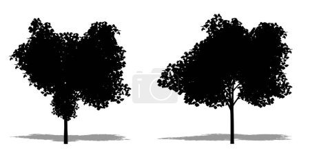 Illustration for Set or collection of Cecropia trees as a black silhouette on white background. Concept or conceptual vector for nature, planet, ecology and conservation, strength, endurance and  beauty - Royalty Free Image