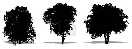 Ilustración de Conjunto o colección de árboles de Camelia Japonesa como silueta negra sobre fondo blanco. Concepto o vector conceptual para naturaleza, planeta, ecología y conservación, fuerza, resistencia y belleza - Imagen libre de derechos