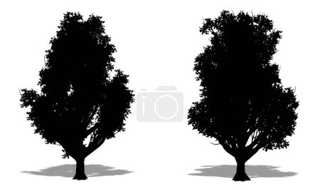 Ilustración de Set o colección de árboles coreanos de Stewartia como silueta negra sobre fondo blanco. Concepto o vector conceptual para naturaleza, planeta, ecología y conservación, fuerza, resistencia y belleza - Imagen libre de derechos