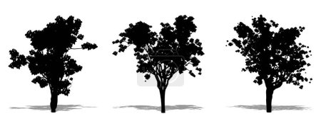 Illustration for Set or collection of Jacaranda trees as a black silhouette on white background. Concept or conceptual vector for nature, planet, ecology and conservation, strength, endurance and  beauty - Royalty Free Image