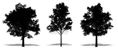 Illustration for Set or collection of Blue Gum  trees as a black silhouette on white background. Concept or conceptual vector for nature, planet, ecology and conservation, strength, endurance and  beauty - Royalty Free Image