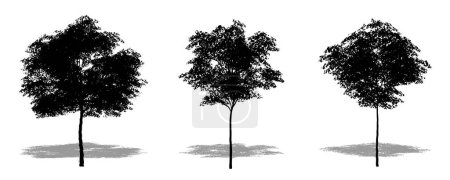 Illustration for Set or collection of Konara Oak trees as a black silhouette on white background. Concept or conceptual vector for nature, planet, ecology and conservation, strength, endurance and  beauty - Royalty Free Image