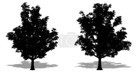 Téléchargez les illustrations : Ensemble ou collection d'arbres Sterwartia japonais comme une silhouette noire sur fond blanc. Concept ou vecteur conceptuel pour la nature, la planète, l'écologie et la conservation, la force, l'endurance et la beauté - en licence libre de droit