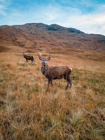 Ciervo rojo joven ciervo en las tierras altas escocesas