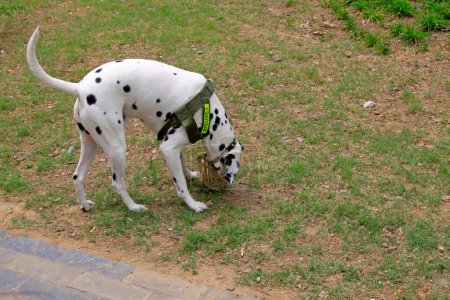 Téléchargez les photos : Pet dalmatians on the ground, closeup of photo - en image libre de droit