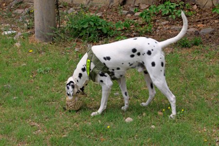 Photo for Pet dalmatians on the ground, closeup of photo - Royalty Free Image