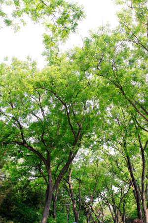 Foto de Chinese scholar tree branches, closeup of photo, in china - Imagen libre de derechos