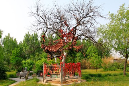 Foto de YUTIAN MAY 18Ancient trees and pavilion in the Jijue Templeon may 18, 2014, Yutian county, Hebei Province, China. - Imagen libre de derechos