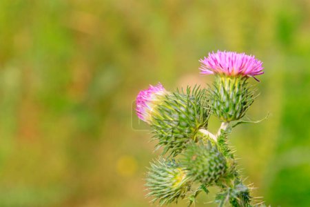 Photo for Wild plant flowers in the wild, closeup of photo - Royalty Free Image