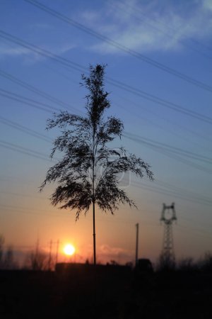 Téléchargez les photos : Tour de roseau et coucher de soleil - en image libre de droit
