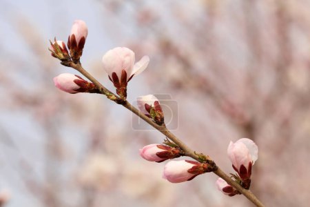 Photo for Blooming peach blossoms in the garden - Royalty Free Image